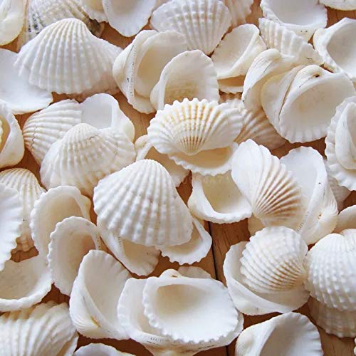 white clam shell