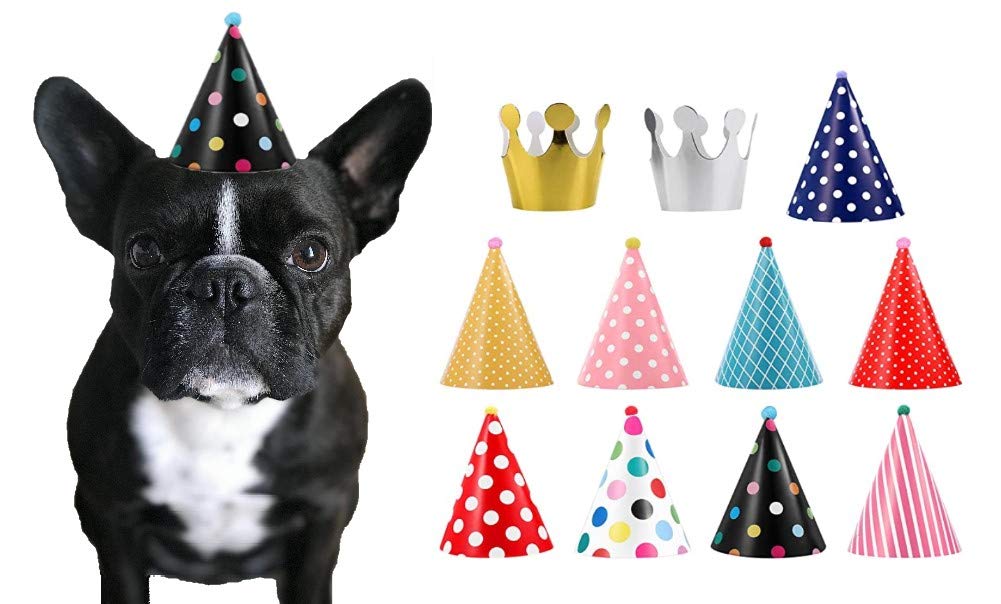 dog with birthday hat