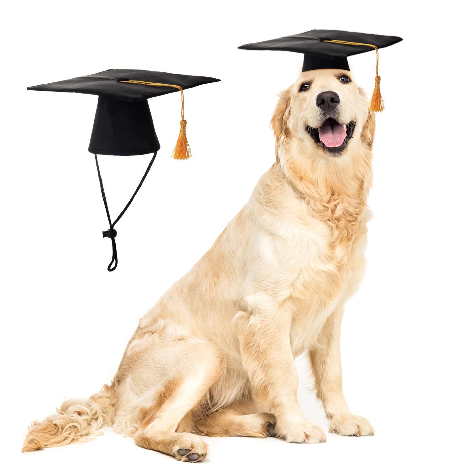 Puppy hot sale graduation cap