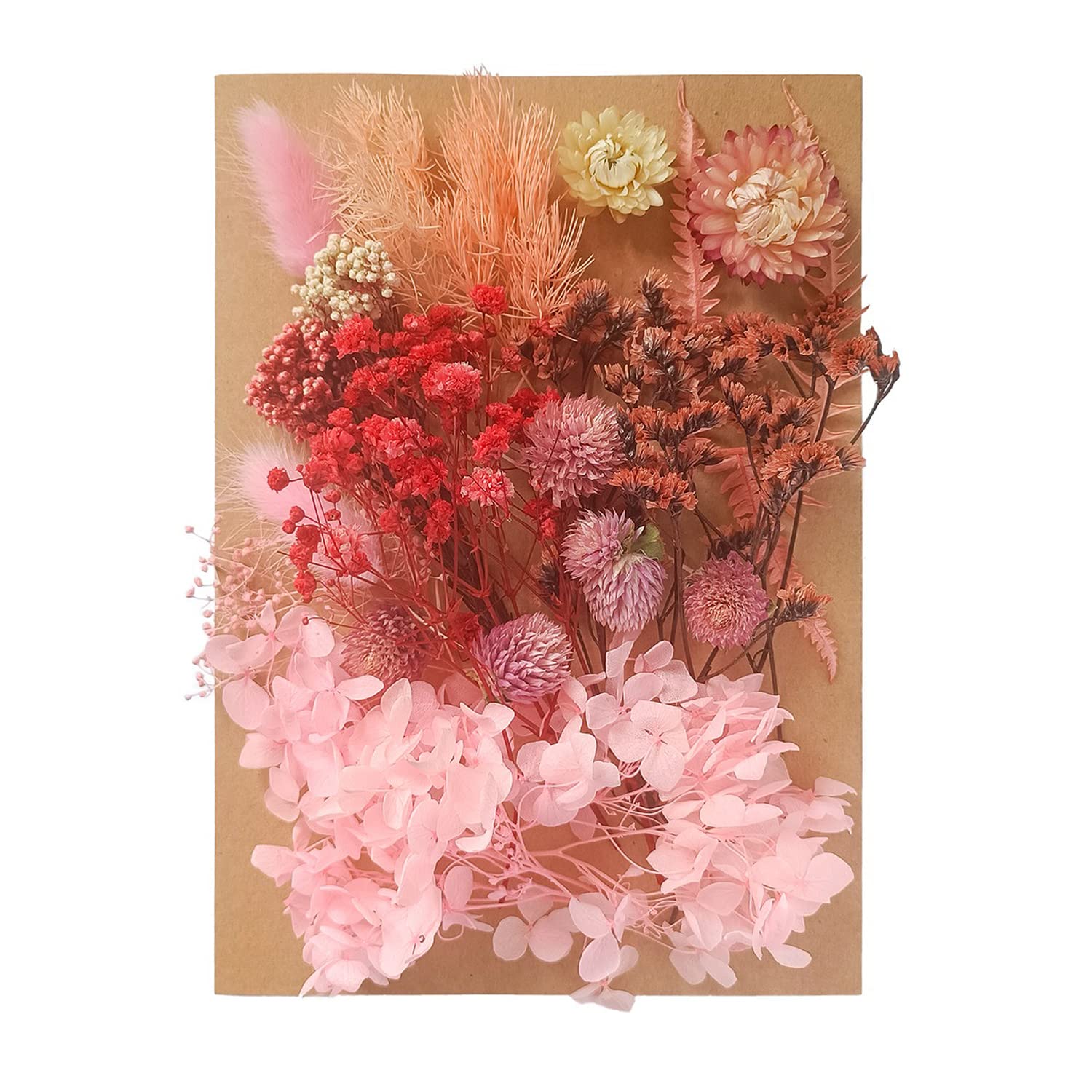 Lyra s Natural Pressed Flowers Multiple Colorful Real Dried