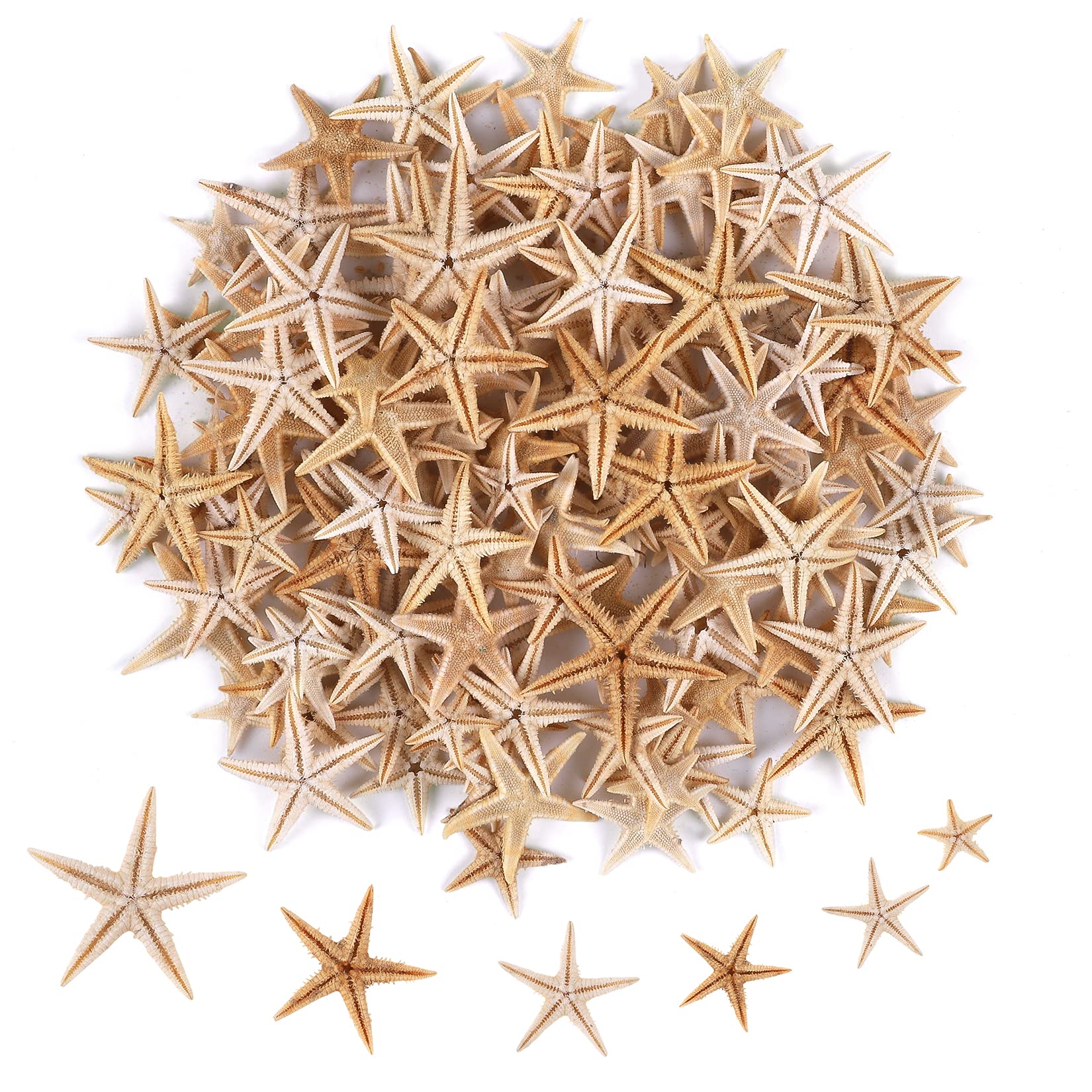 PPCLION Small Starfish Star Sea Shell Beach Craft 0.4-1 200 Pcs  (0.4-1)200 Pcs