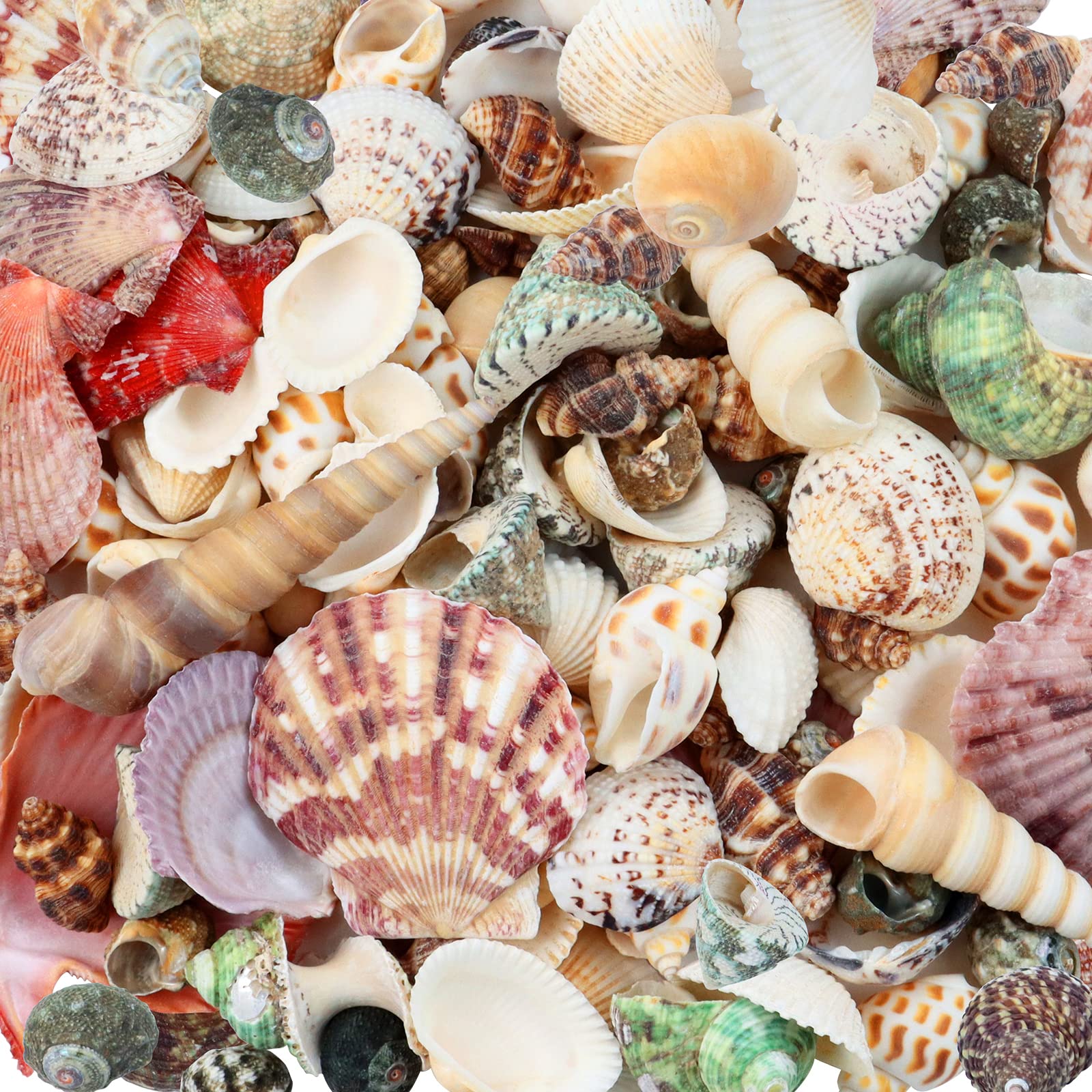 12 Ways to Decorate With Seashells  Diy beach decor, Sea shell decor, Beach  themed crafts