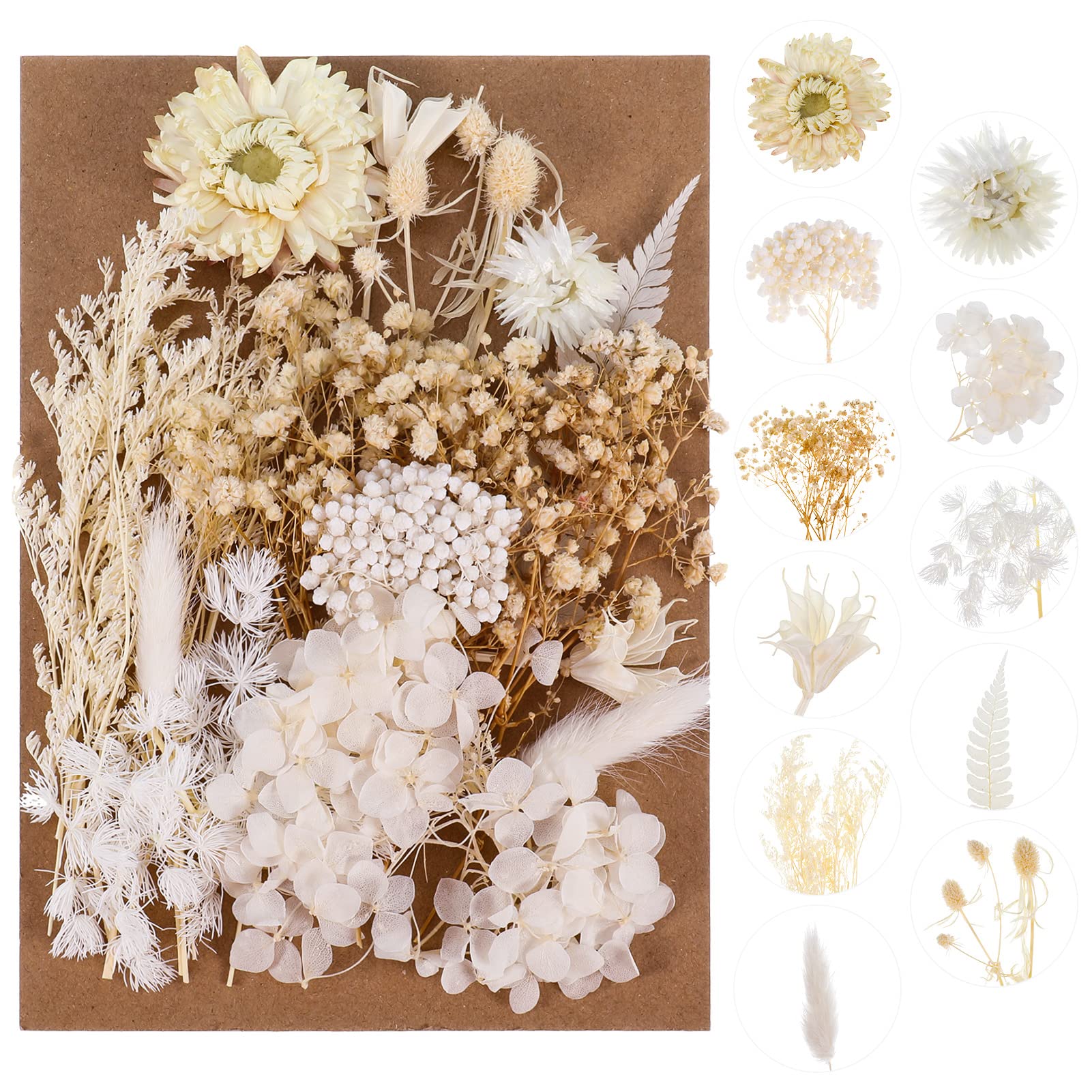 Natural Dried Pressed Flowers And Leaves For Home Decoration Artwork Crafts
