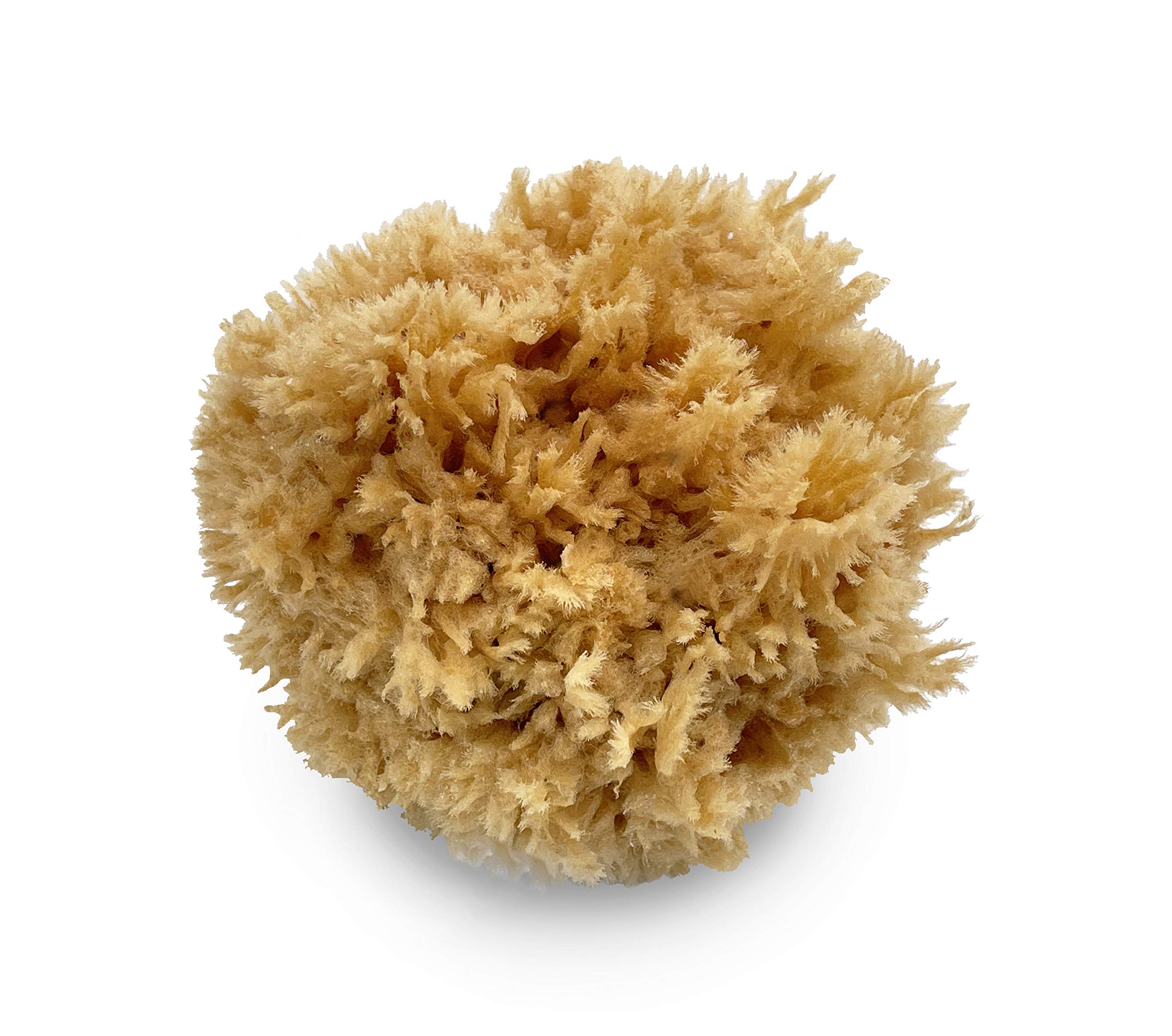 Sea Wool Sponge 5-6 inch (Large) by Bath & Shower Express Natural Renewable Resource!