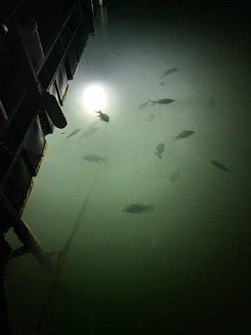 Green Blob Outdoors New White Underwater Fishing Light (White