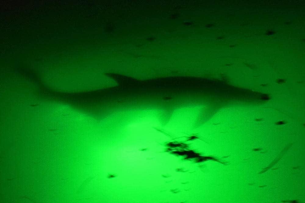 Green Blob Outdoors New Underwater Fishing Light 110 Volt for