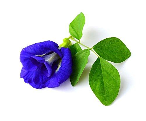 Wild Hibiscus Blue-Tee 100 Pure Butterfly Pea Flower Tea - 1.1 oz 20 Teabags  1.1 Ounce