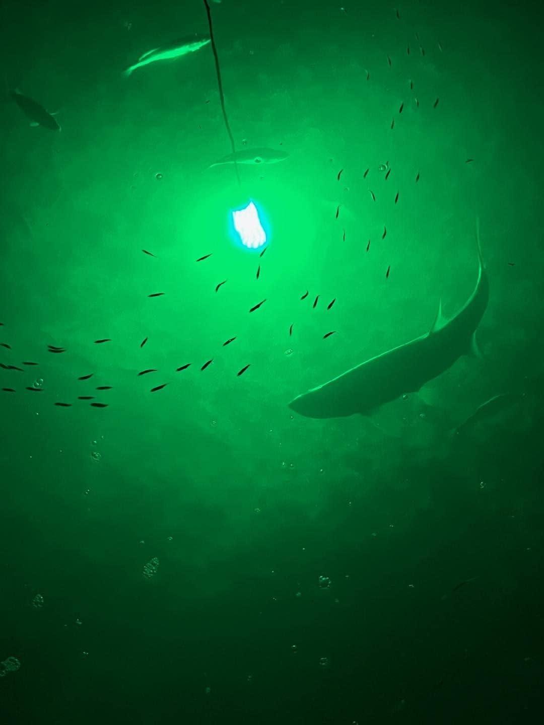 Dlyfull Fish Attraction Light Underwater Fishing Lure Light Df118
