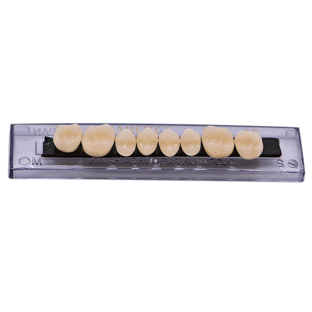  Angzhili Dental Acrylic Resin Denture Tooth Kit False