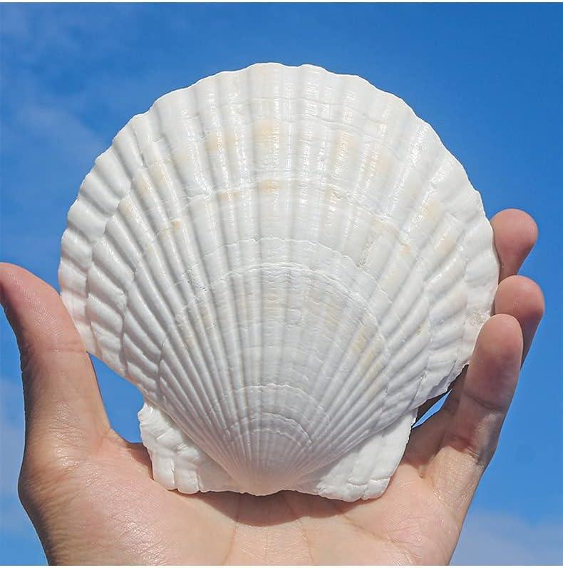 SCALLOP 6 Natural Shell Scallops Ocean Sea Shells Seashells