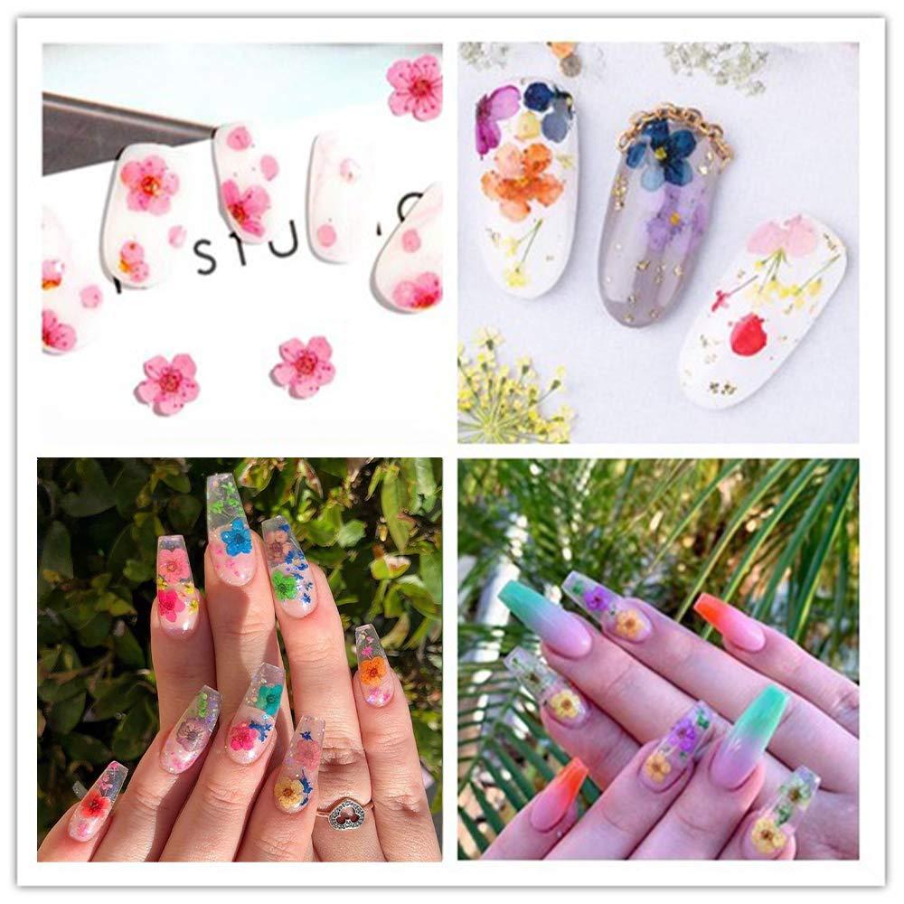 3D Nail Dried Flowers Sticker Set CHANGAR Real Dried Flowers for Nail Art & Resin  Craft DIY Five Petal Flower Leaf Gypsophila Dry Flower Nail Art Decoration  Kits(2 Boxes)