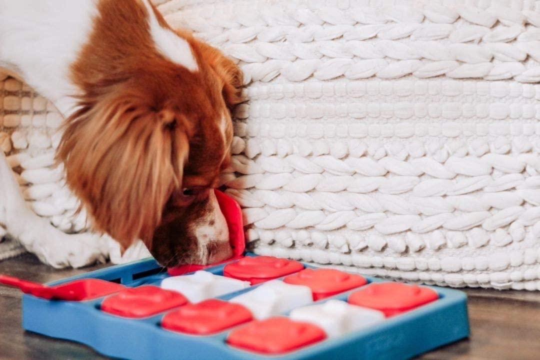 Nina Ottosson by Outward Hound Interactive Treat Puzzle Game Dog Toys Level  2 (Intermediate) Teal,Red, White and Brown