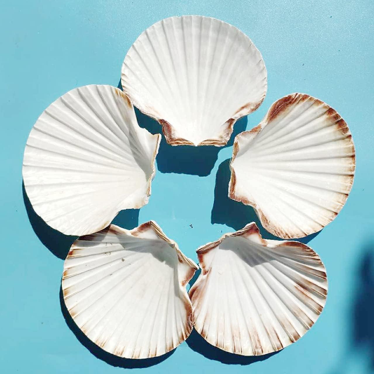 6 Pack 4-5 Inch Large Scallop Shells Sea Shells for Crafting Beach Decor