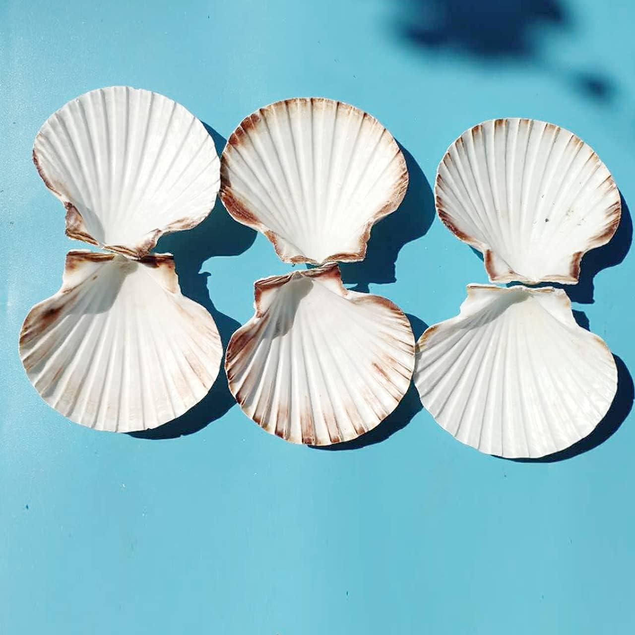 gopiter 6PCS Scallop Shells 4''-5'' Large White Sea Shells Crafts, Natural  sea Shell Decoration for Kitchen Baking, DIY Painting, Beach Party Wedding