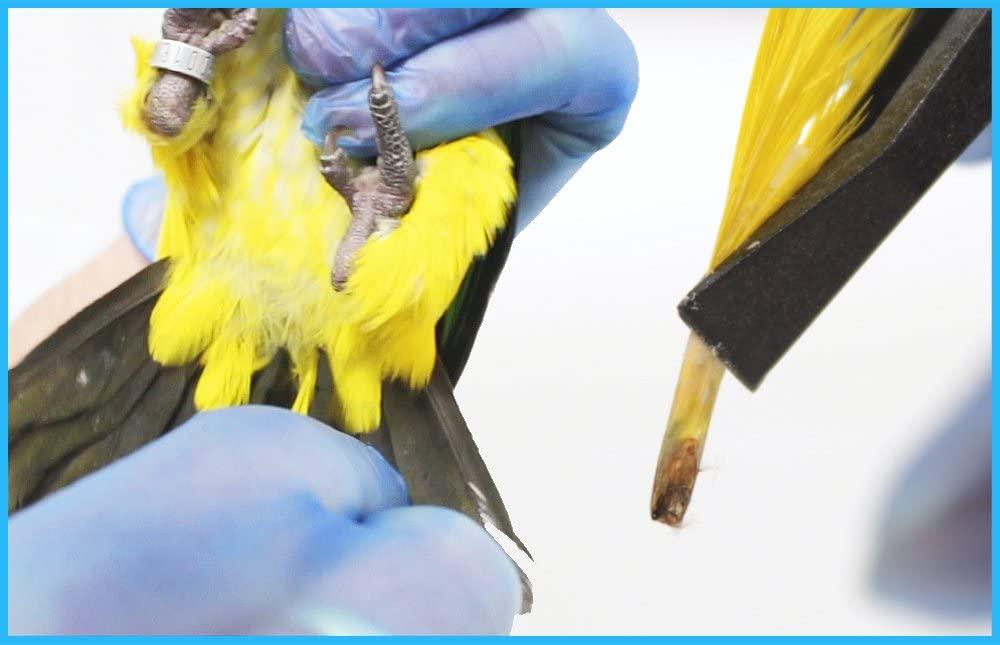 Bird Sexing Dna Slim Sample Card Gender Reveal Test For Parrots 6405