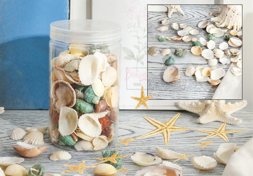 KAMHX Mixed Size Beach Sea Shells, Conch and Starfish,Suitable for Beach  Theme Parties, Home Decoration, Weddings, Vase Fillings and Classrooms, DIY