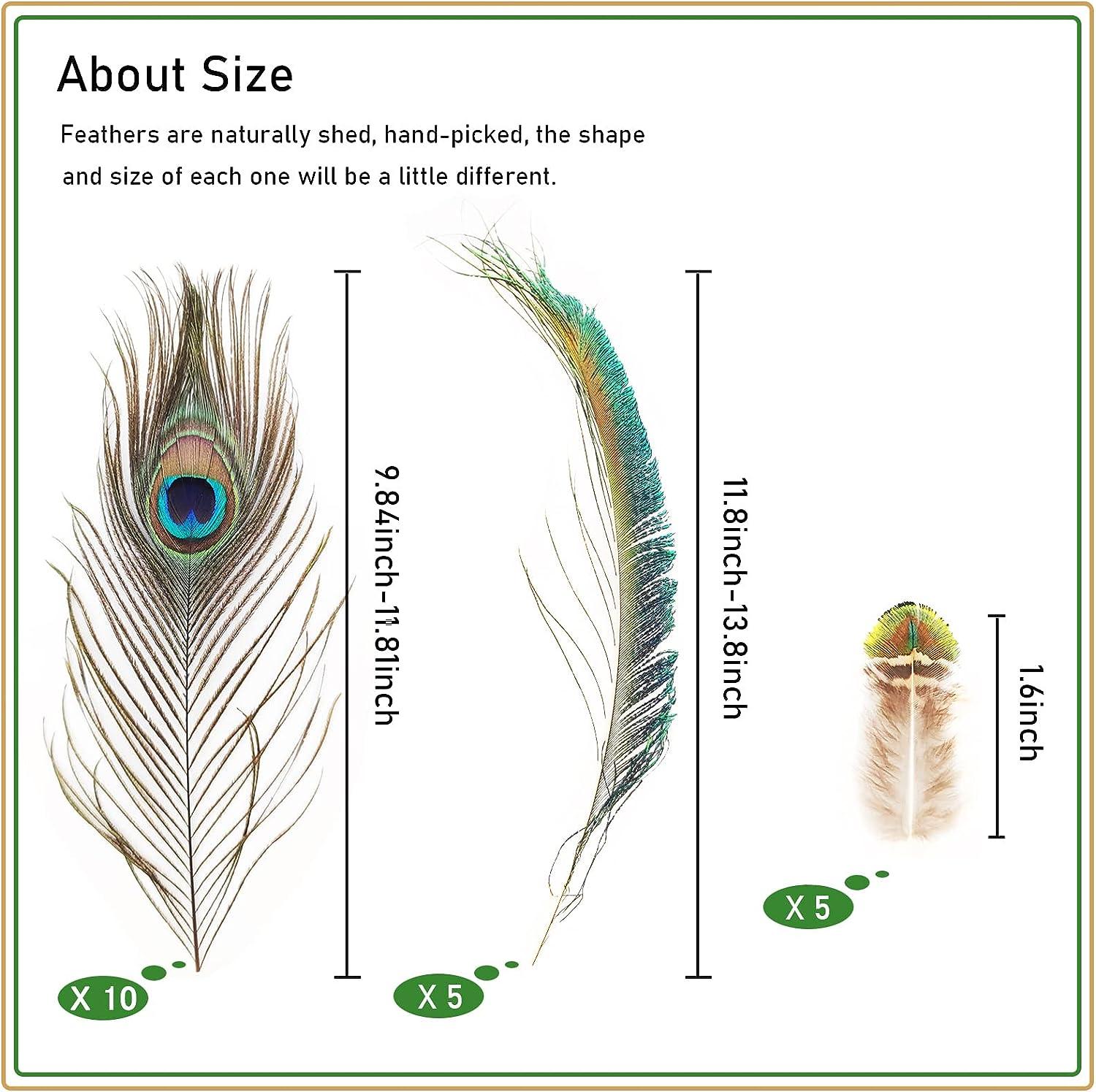 one real peacock feather