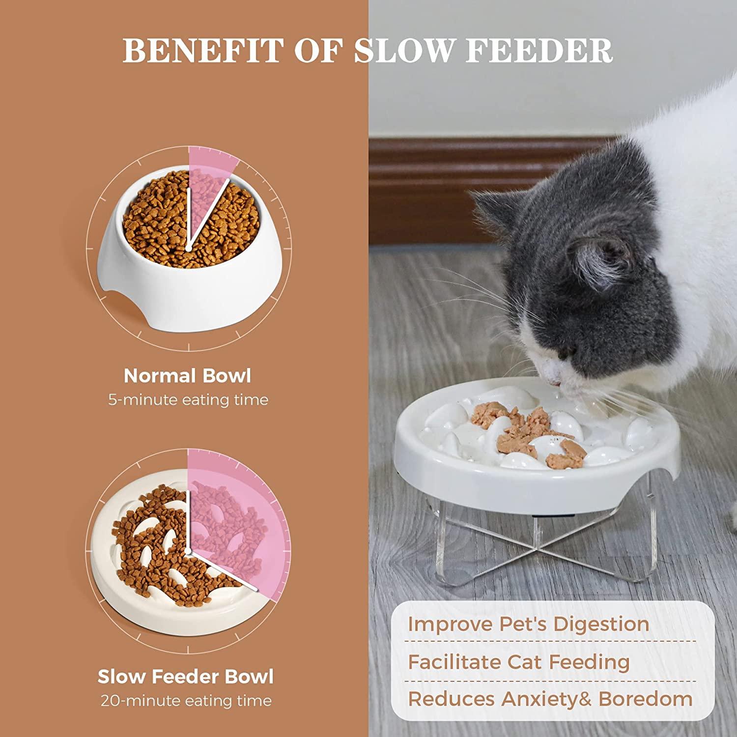 Lucite Pet Bowls - Feed Pet Purveyor