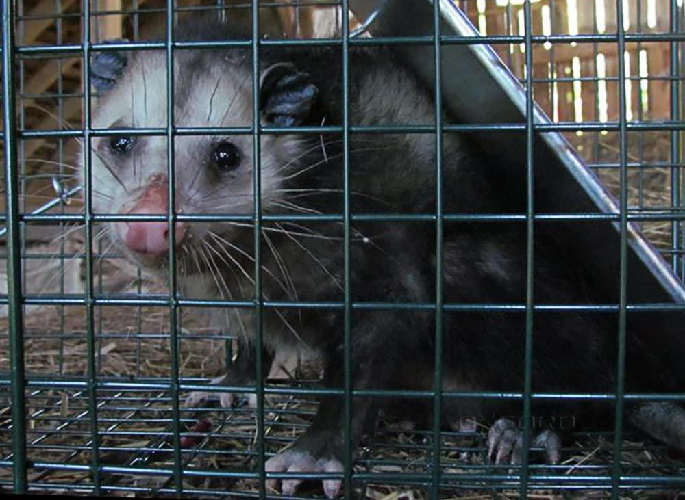 Top 5 Best Opossum/Possum Traps And Cages (2024)
