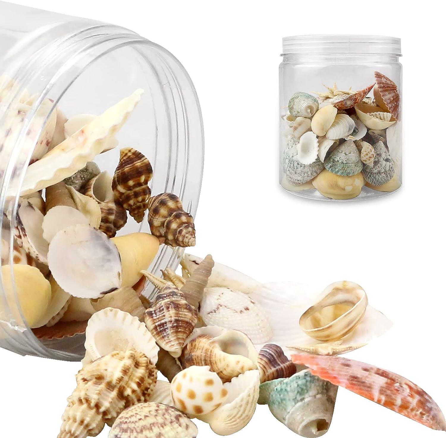 Weoxpr 200pcs Sea Shells Mixed Ocean Beach Seashells, Various Sizes Natural  Seashells for Fish Tank, Home Decorations, Beach Theme Party, Candle  Making, Wedding Decor, DIY Crafts, Fish Tan