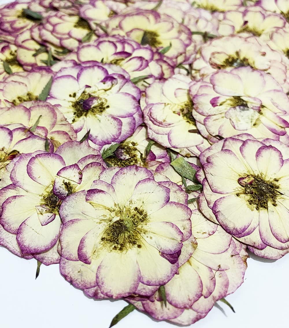 Pressed Natural Mini Dried Flowers