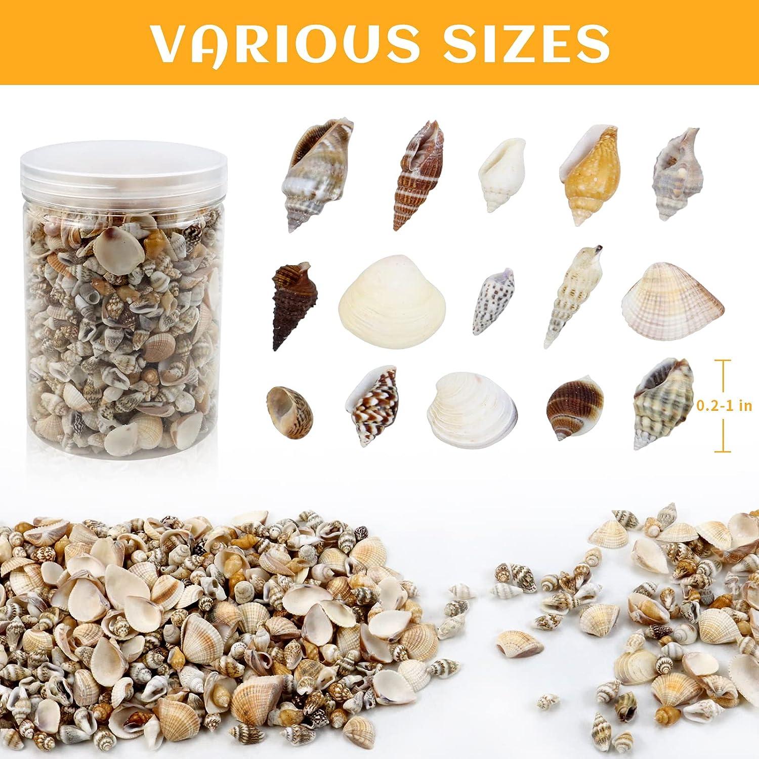 Weoxpr 2000 Pcs Tiny Sea Shells for Crafting,Mixed Ocean Beach Mini  Seashells Bulk for Home Decorations,Beach Theme Party, Small Shells for  Craft