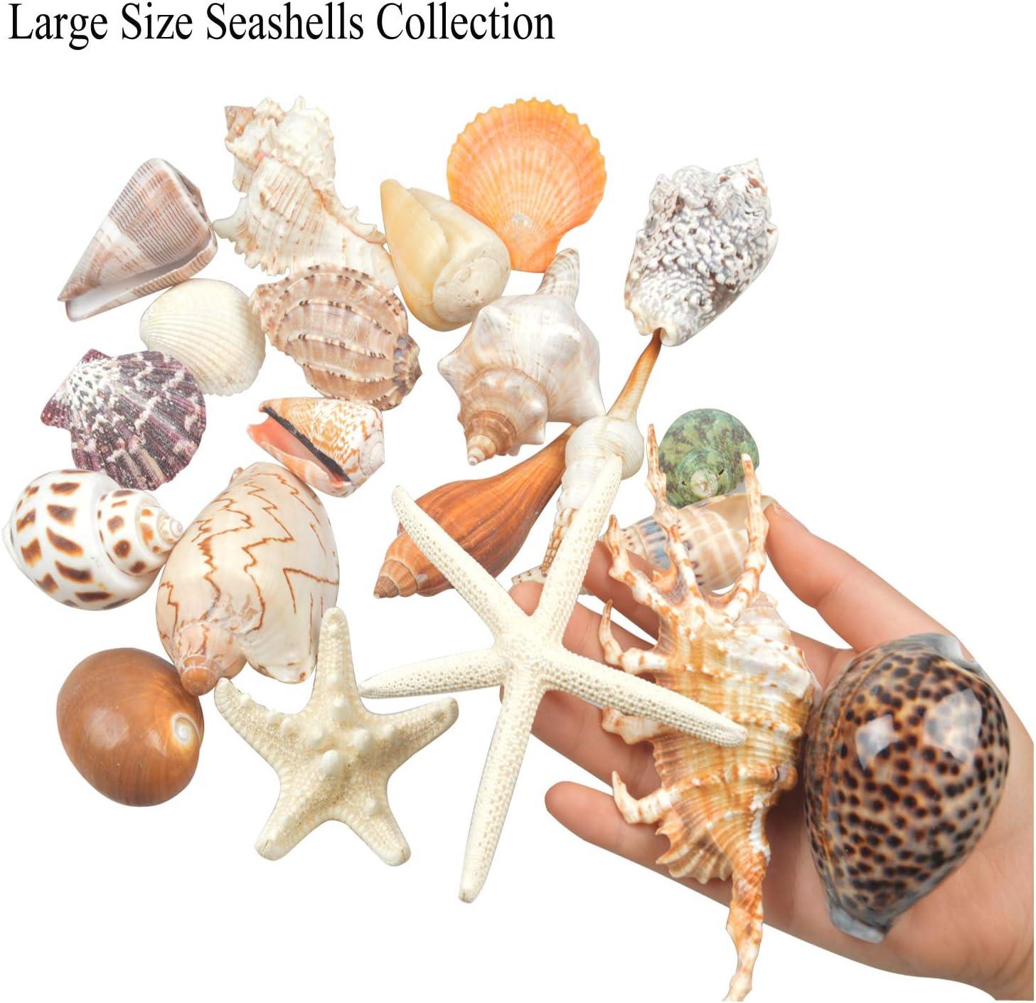 Beach Sea Shell Seashell Basket Table Top Centerpiece Party Decoration :  : Health & Personal Care