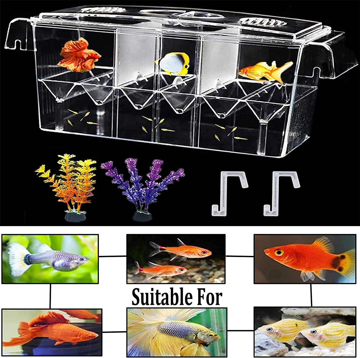 Fish Breeding Box Acrylic Fish Isolation Box With Suction Cups