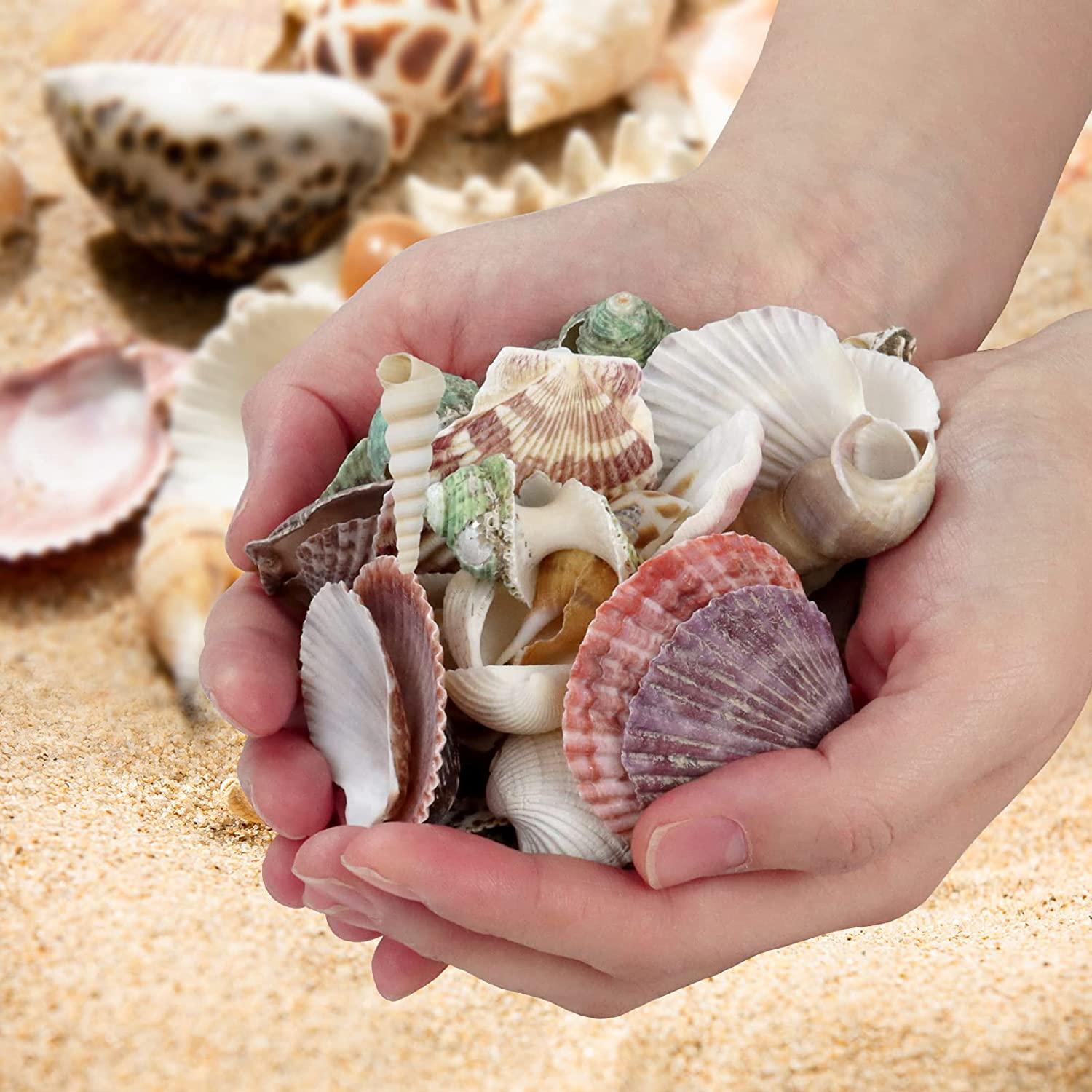 200+pcs Sea Shells Mixed Ocean Beach Seashells, Various Sizes Natural  Seashells Starfish for Fish Tank, Home Decorations, Beach Theme Party,  Candle
