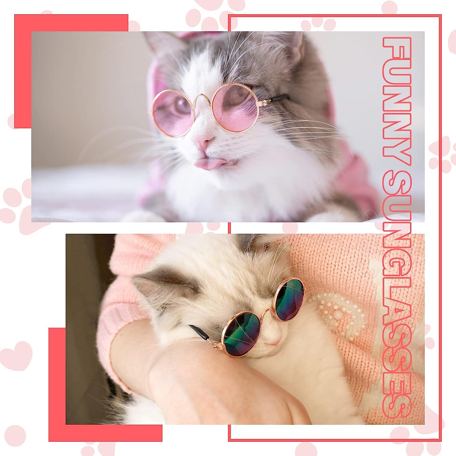 Portrait of Highland Straight Fluffy Cat with Long Hair and Round Sun  Glasses. Fashion, Style, Cool, Nature Stock Footage ft. cat & domestic -  Envato Elements