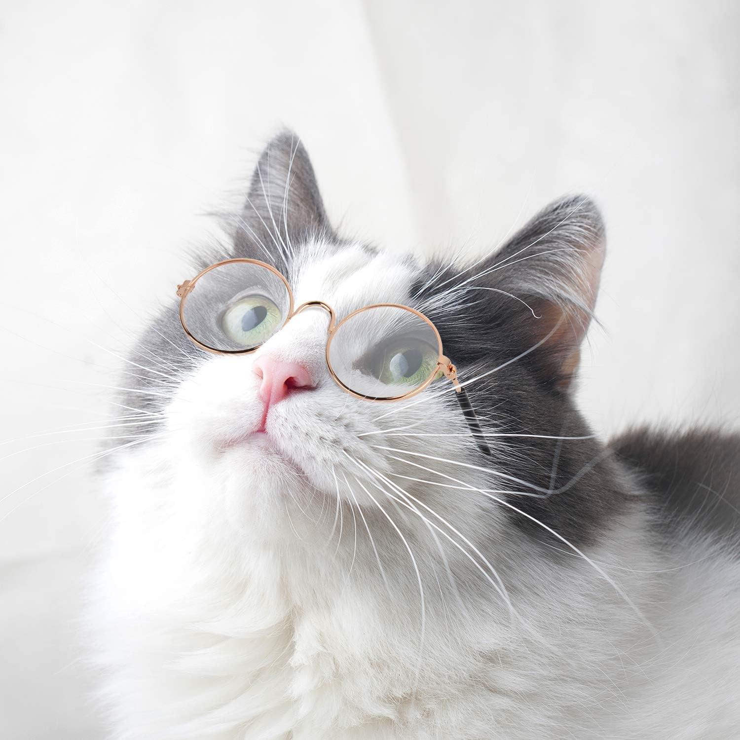  (Funny Wallpaper with Cute Cats with Glasses