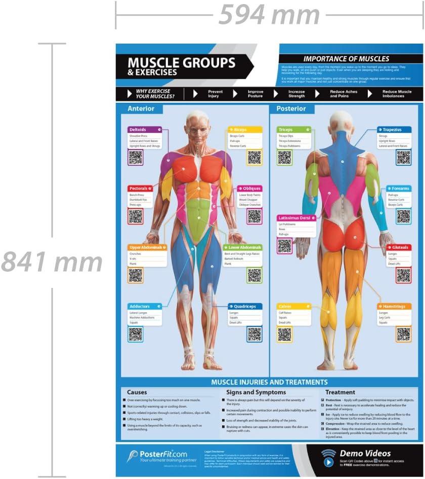 Back Exercise | Full Workout Improves Strength Training | Laminated Gym and  Home Poster | Includes Online Video Training Support | Size - 594mm x