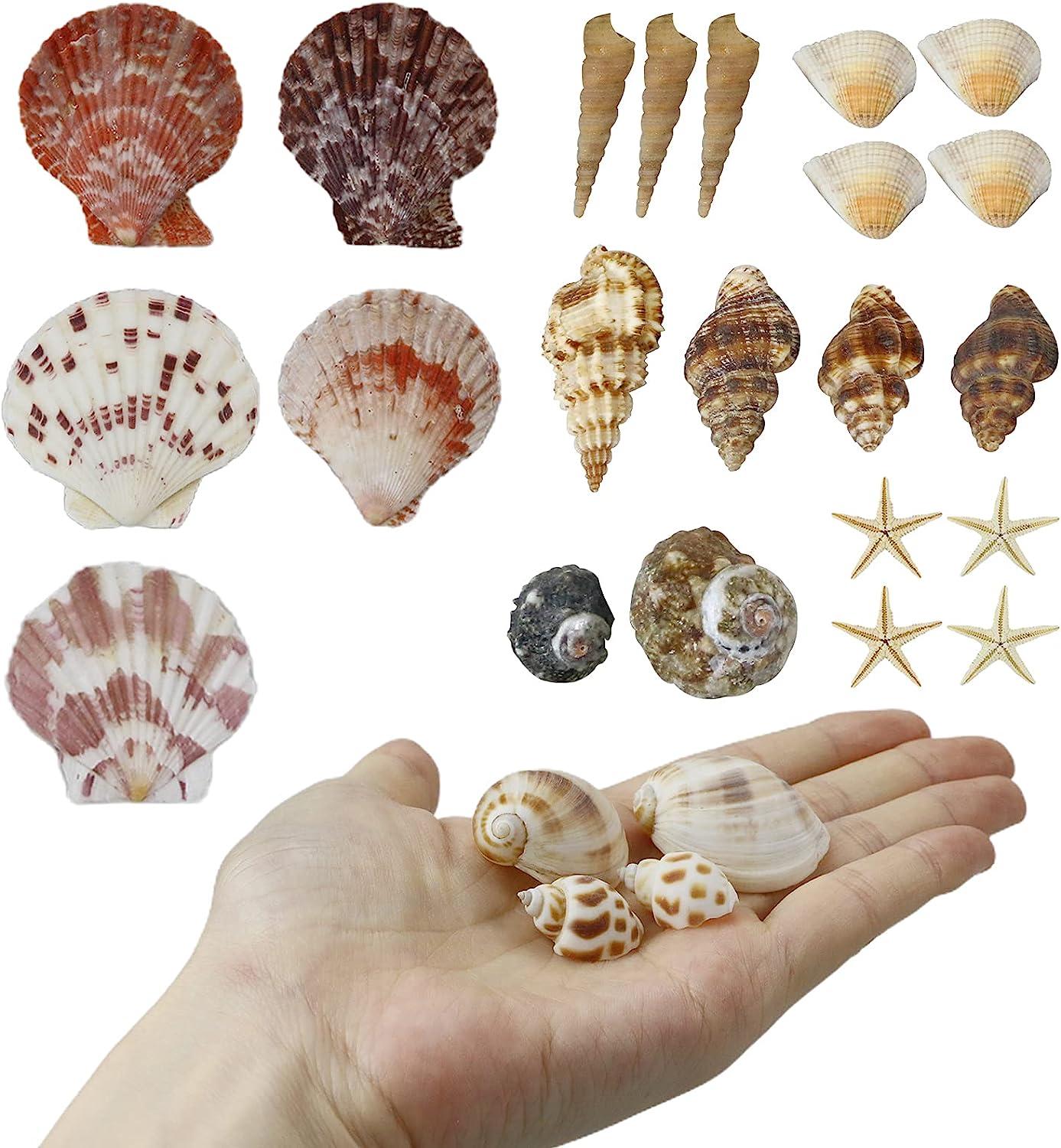 Jangostor 100PCS Sea Shells Mixed Ocean Beach Seashells with Starfish  Perfect for Vase Fillers, Beach Theme Party Home Decorations,DIY Crafts,  Fish