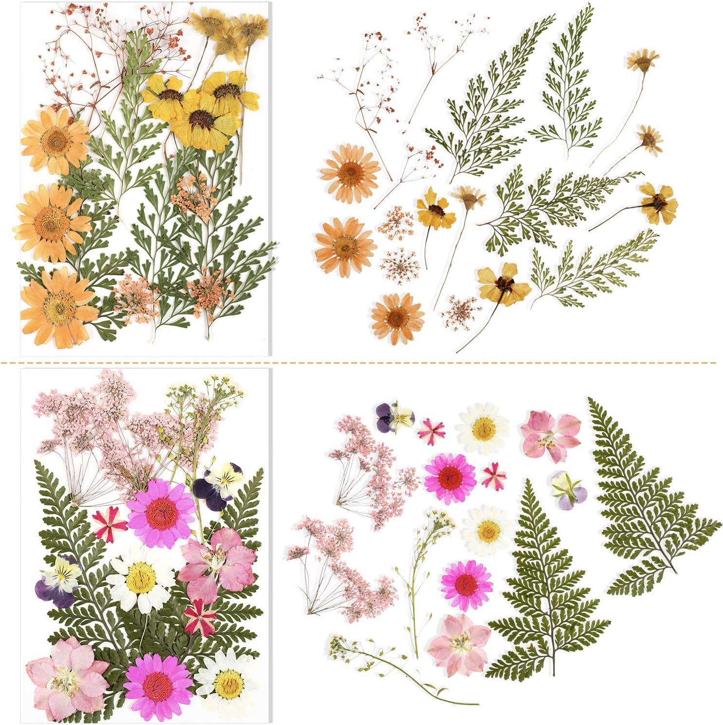 Auidy_6TXD Pressed Dried Flowers for Resin, Mixed Multiple Natural Daisy  Flowers Leaves, Floral Art Craft with Tweezers for Scrapbooking DIY Pendant