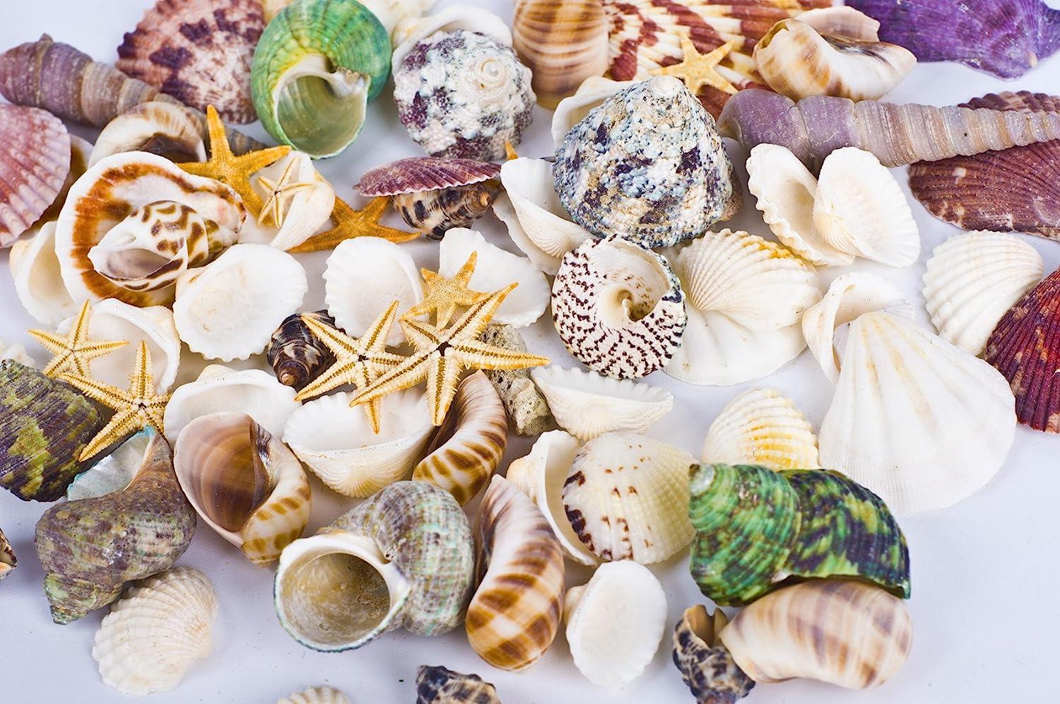 Famoby Sea Shells Mixed Beach Seashells Starfish for Beach Theme Party  Wedding Decorations DIY Crafts Candle Making Fish Tank Vase Fillers Home Decorations  Supplies 70+ pcs
