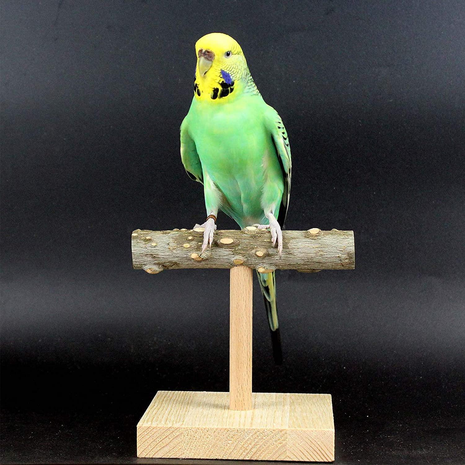 Bird Training Stand, Portable Tabletop Bird Perch Spin Training Perch for  Parakeets Conures Lovebirds or Cockatiels