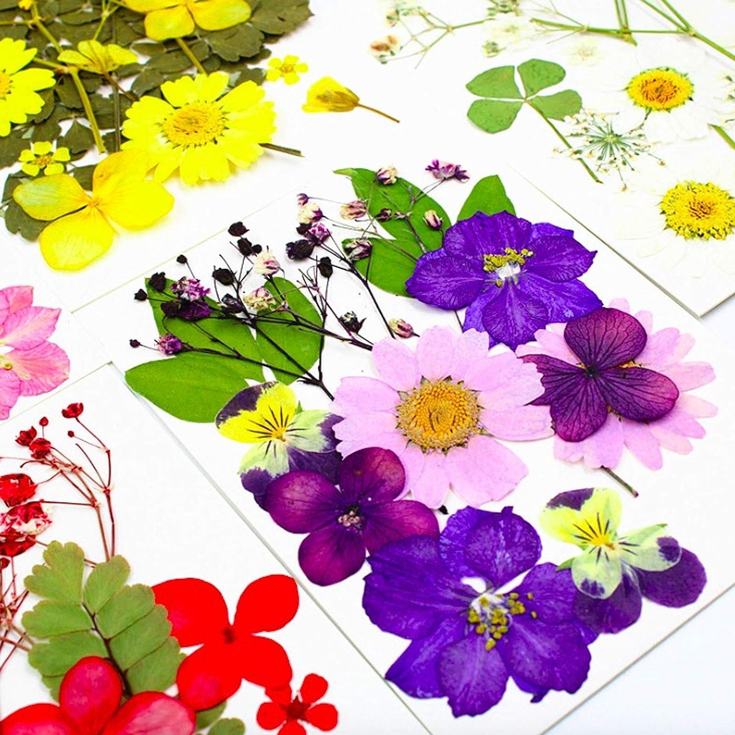 Colorful Real Dried Pressed Flowers Scrapbooking DIY Art Crafts Dried  Flowers for Art Makeup Floral Decors 12 