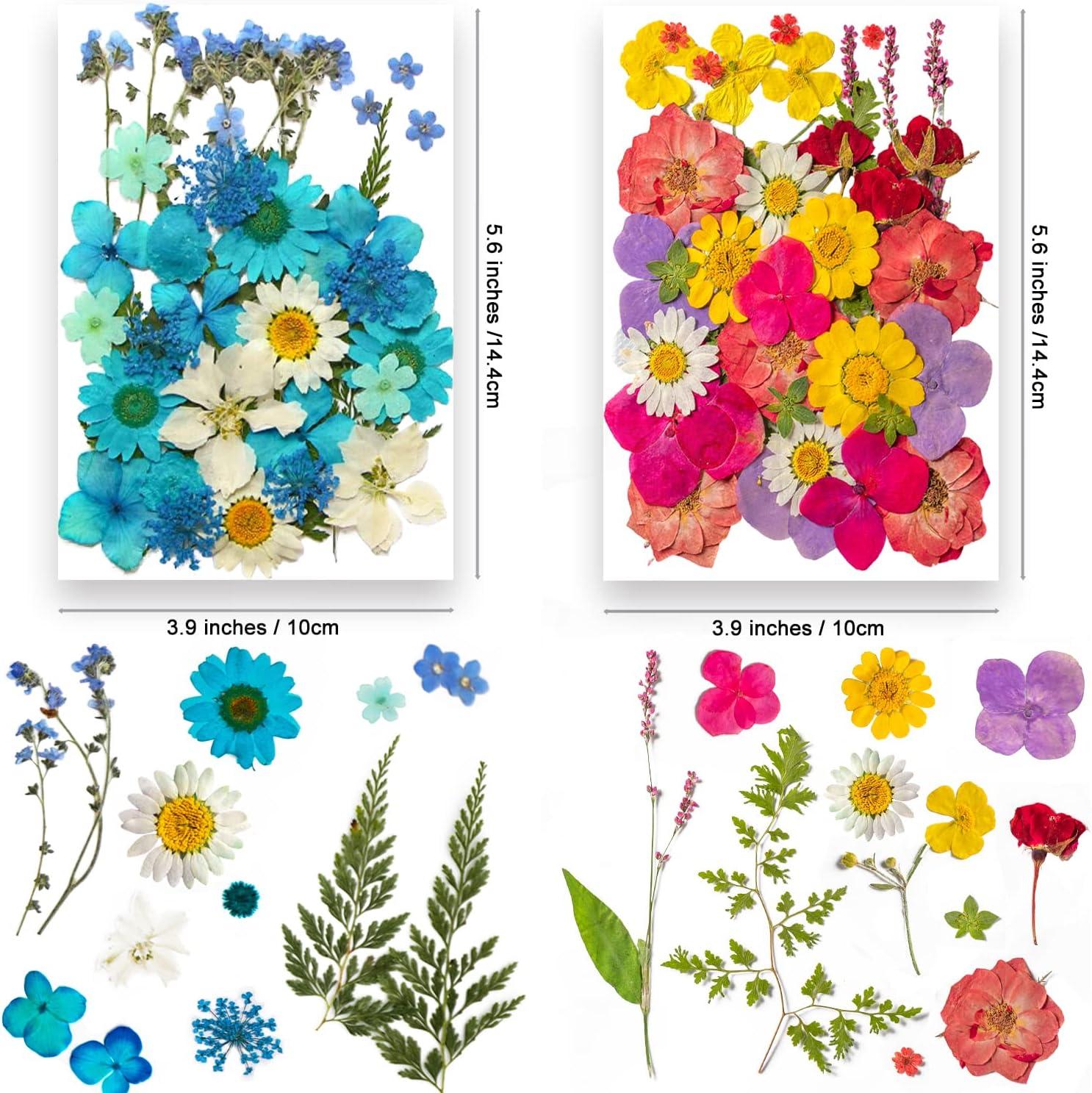 Wholesale Best Selling DIY Craft Dry Pressed Real Flower Dried Pressed  Flowers - China Dried Pressed Flowers and Dried Flowers for Resin price