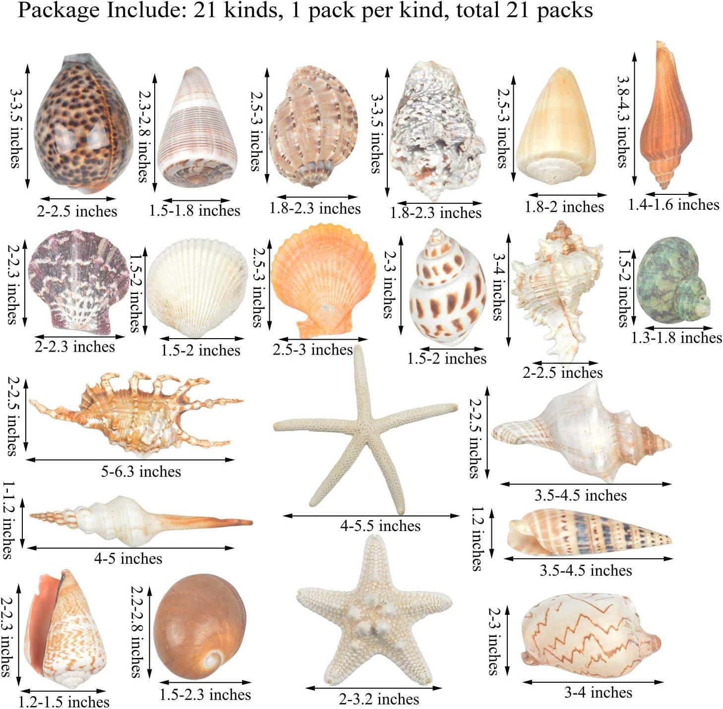 Basket of Sea Shells, Mixed Natural Mater