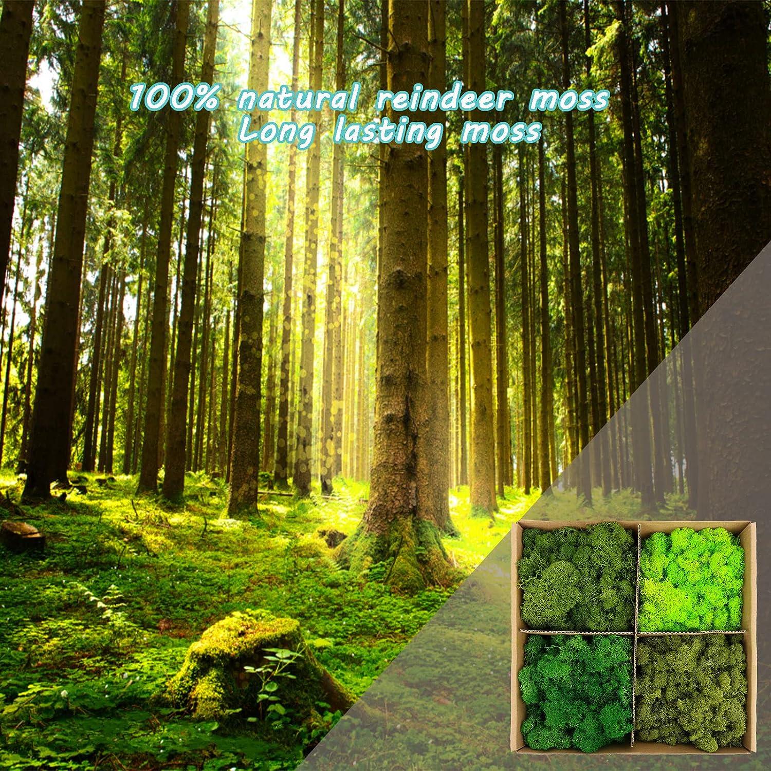 Quality Growers 100 Light Green Reindeer Moss