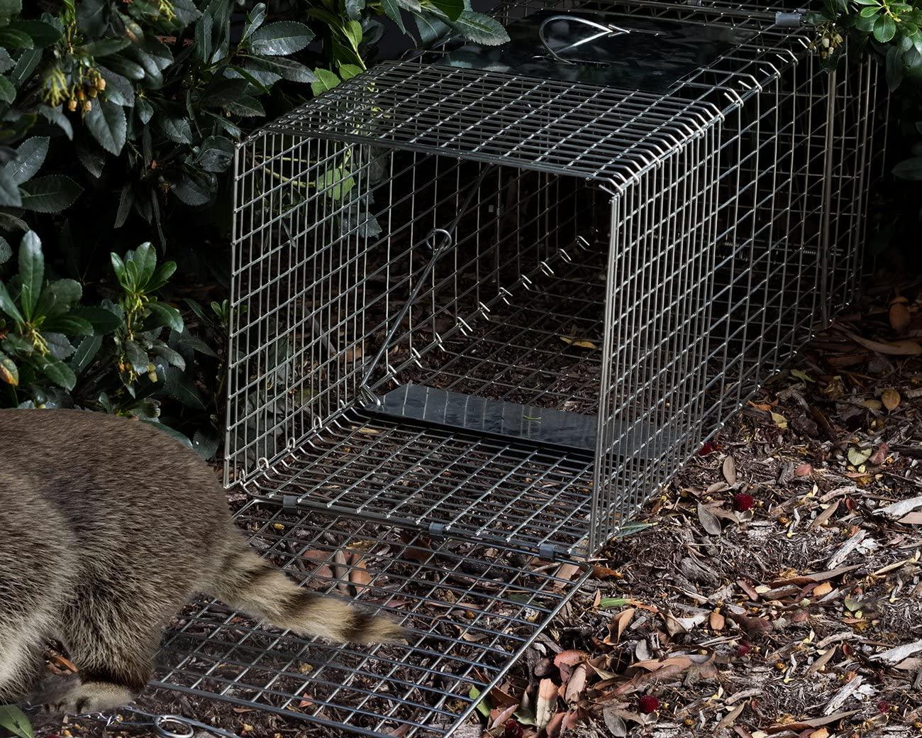 Feral Cat Trap, Trapping, Humane