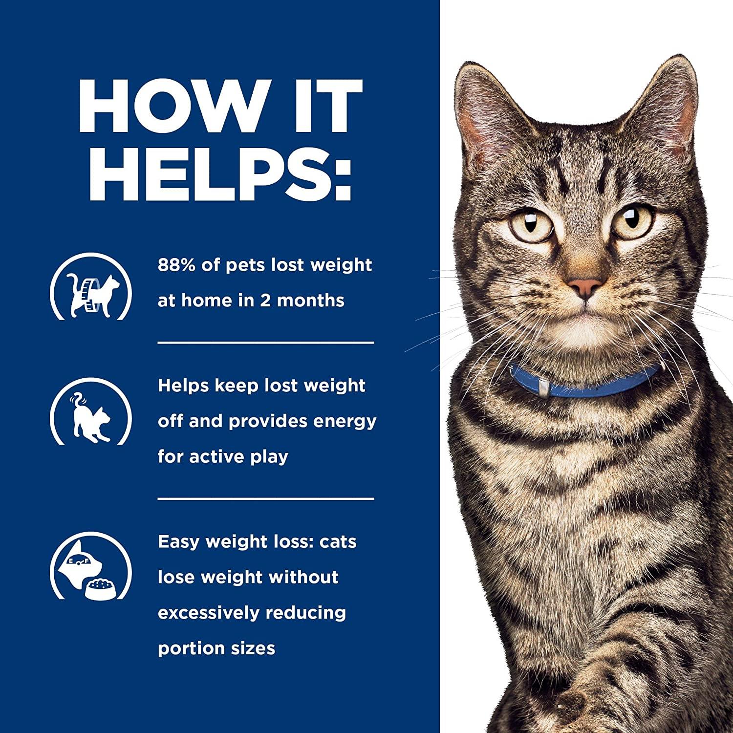 Cat Obesity -- how to keep your cat at a healthy weight — Just Cats  Veterinary Clinic