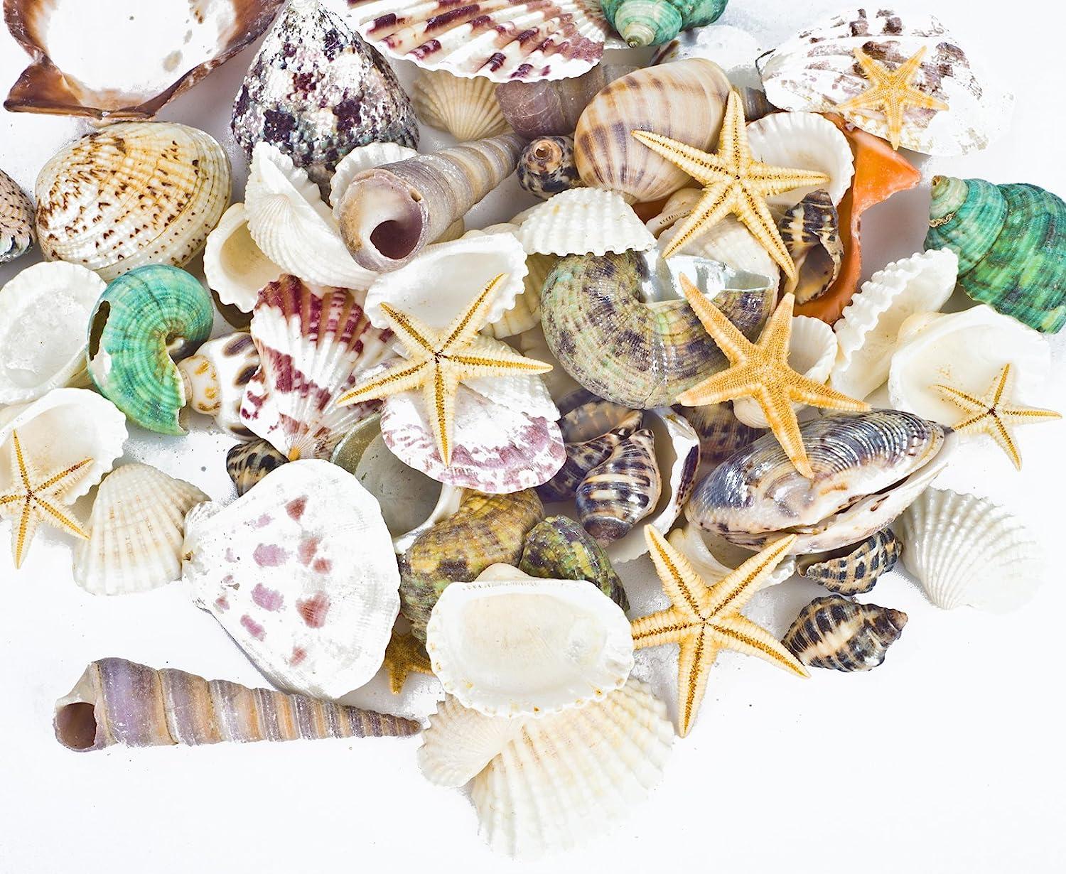 WFPLUS 200+pcs Sea Shells Mixed Ocean Beach Seashells, Various Sizes  Natural Seashells Starfish for Fish Tank, Home Decorations, Beach Theme  Party