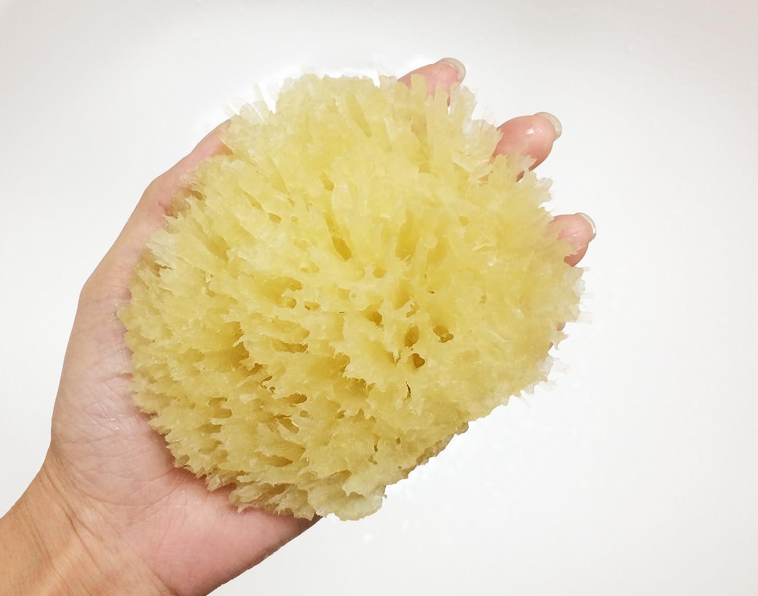 Ultimate Luxury Bath Sea Sponge - Natural Wool - 7 - 7.5 - Sea Kind