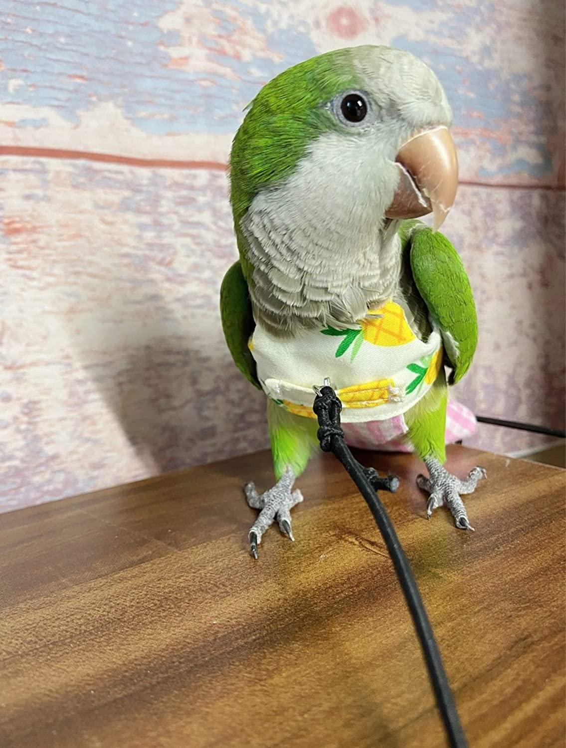 Pet Harness Rope Bird Leash for Conures Parrot Flying Harness Conure  Harness