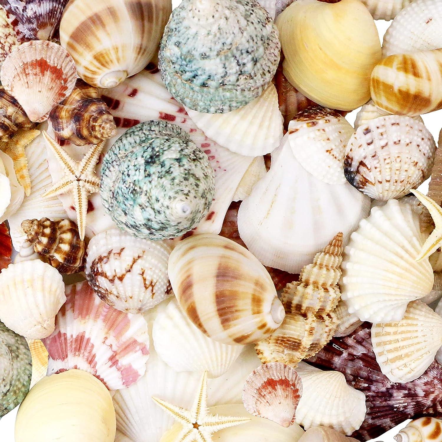 WEOXPR Mixed Sea Shells, 100+ Pcs Beach Seashells Starfish, Various Sizes  Ocean Seashells for Fish Tank Vase Fillers, Beach Theme Party Wedding Decor,  Candle Making, DIY Crafts, Home Decorations