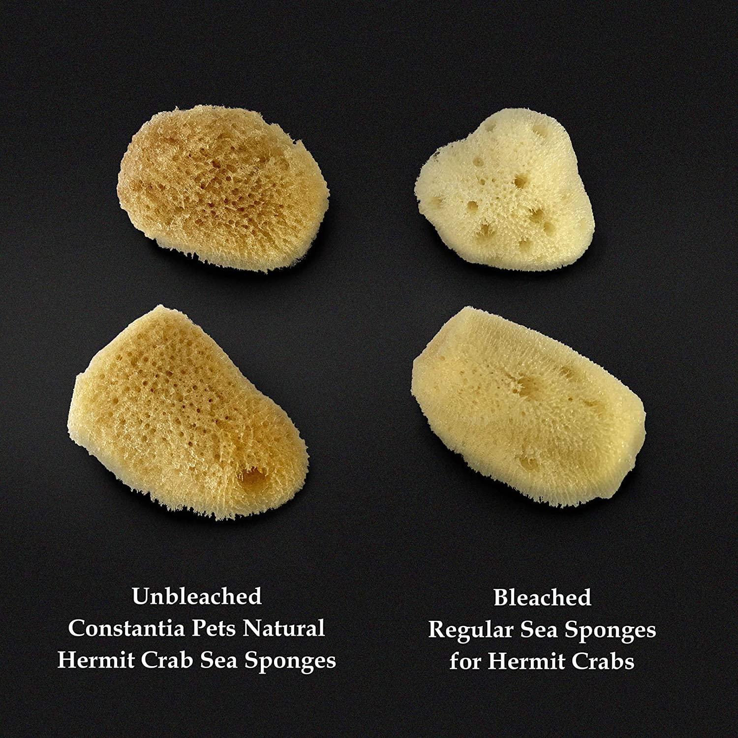  Constantia Pets Hermit Crab Real Sea Sponges - 5 Pack  Unbleached, Provides Nutrients, Safer Drinking and Helps Maintain Habitat  Tank Humidity : Pet Supplies
