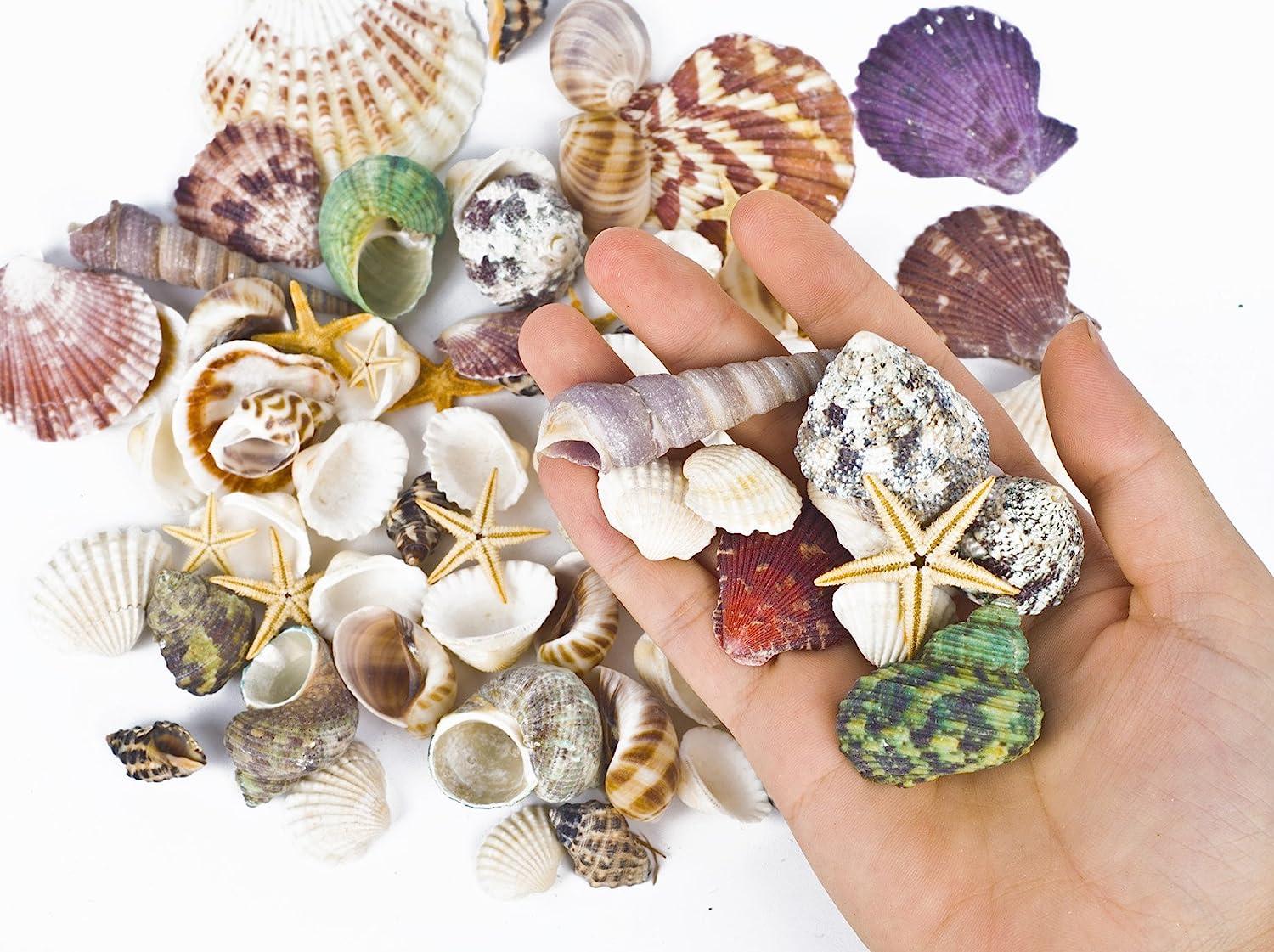 WEOXPR Mixed Sea Shells, 100+ Pcs Beach Seashells Starfish, Various Sizes  Ocean Seashells for Fish Tank Vase Fillers, Beach Theme Party Wedding  Decor, Candle Making, DIY Crafts, Home Decorations