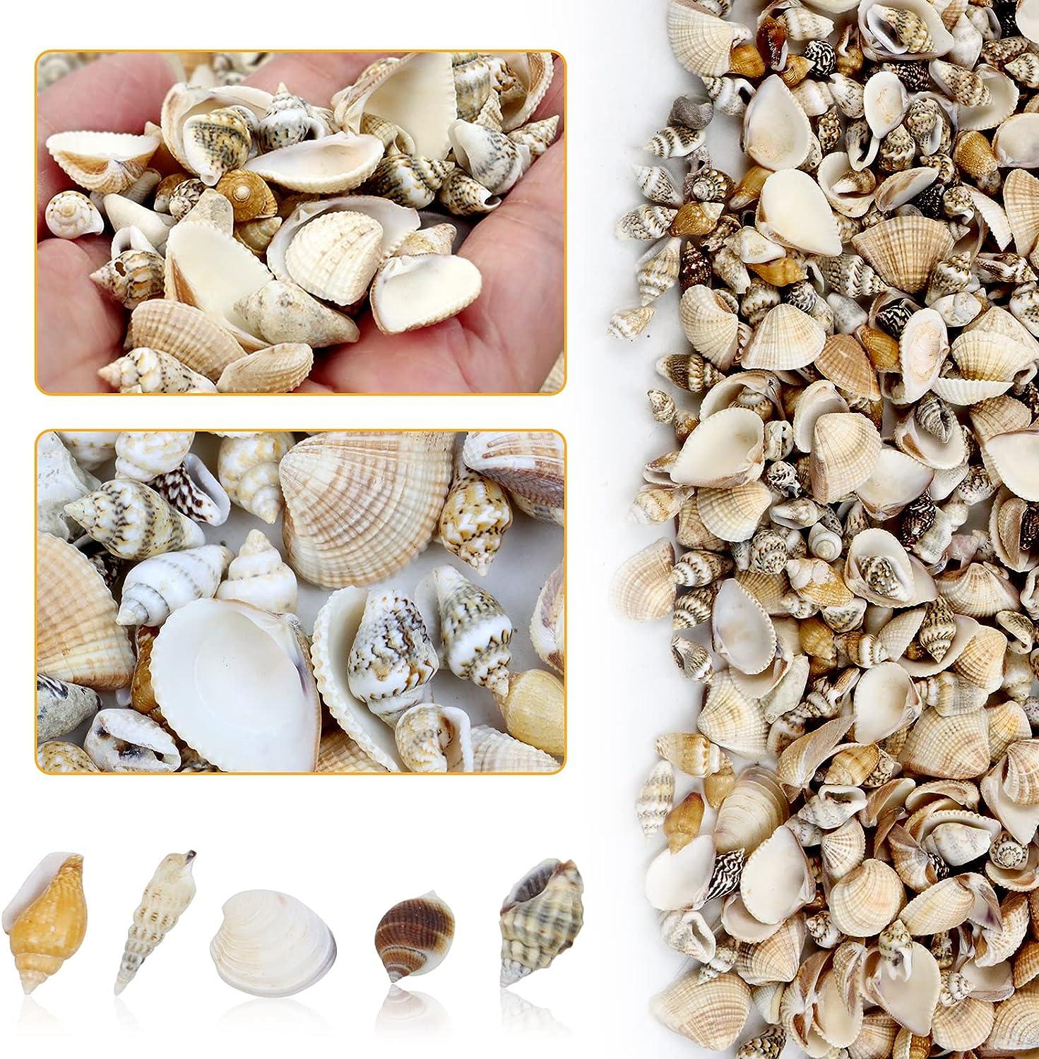 WEOXPR Mixed Sea Shells, 100+ Pcs Beach Seashells Starfish, Various Sizes  Ocean Seashells for Fish Tank Vase Fillers, Beach Theme Party Wedding  Decor