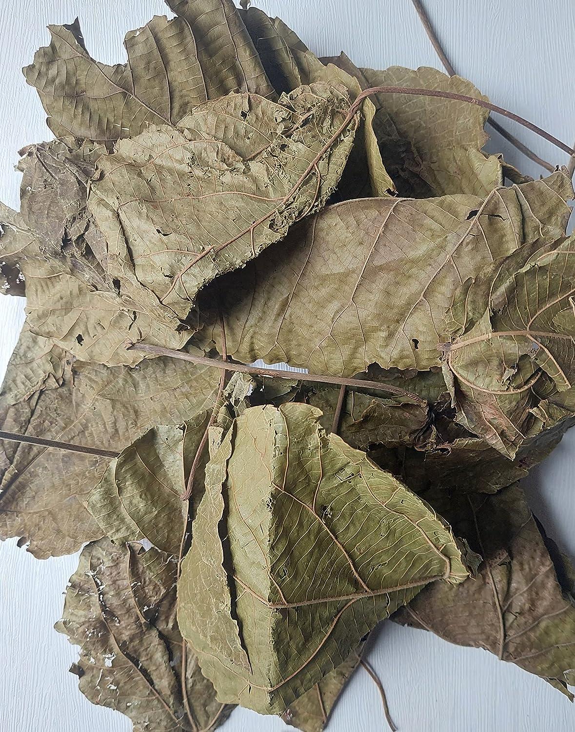 DJEKA Leaves (Alchornea Cordifolia)